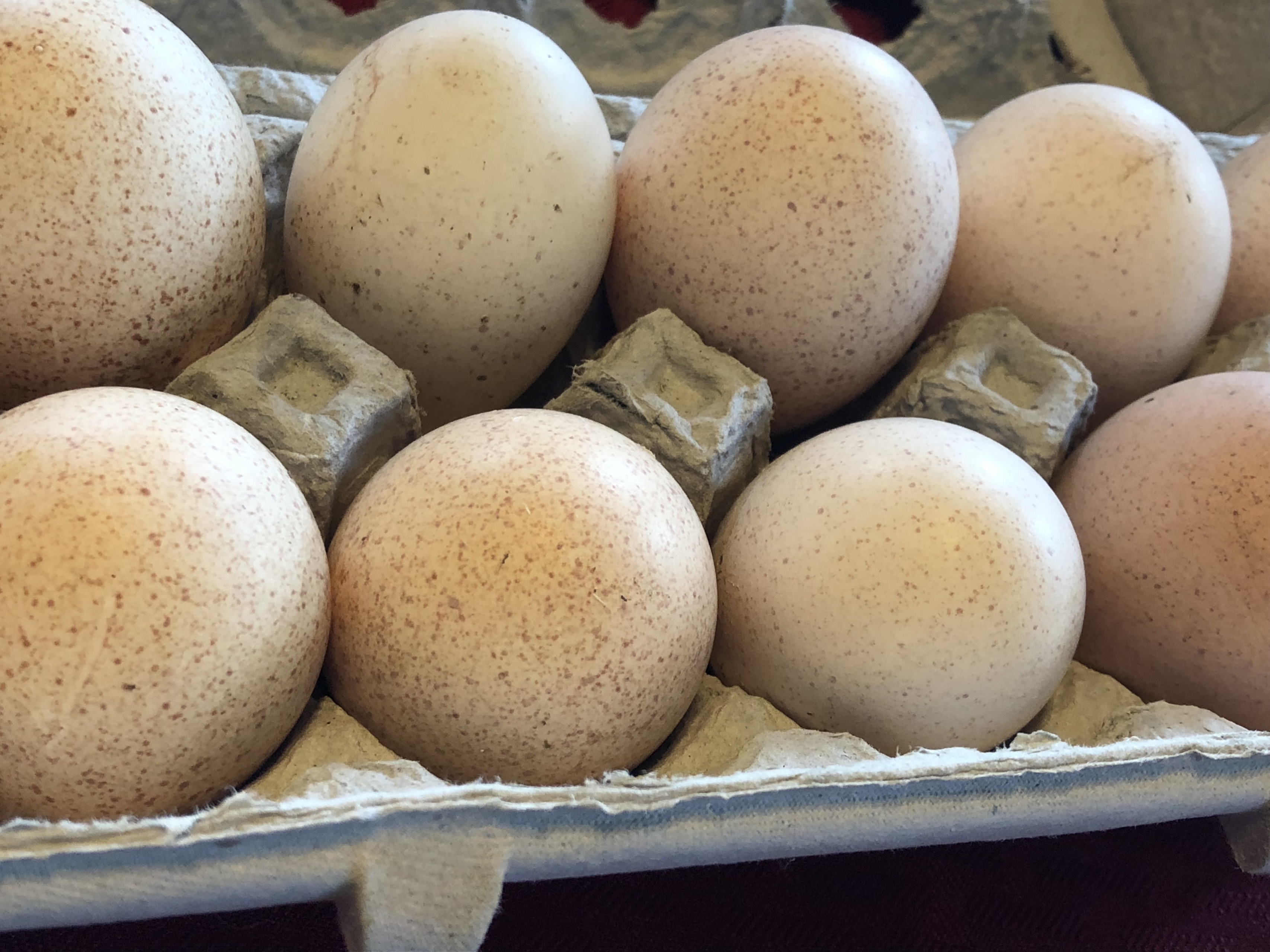 hatching eggs for sale Details about   Turkey Eggs 